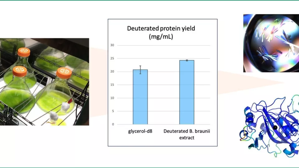 Collage, with photo of algae cultures, diagram of protein yield and protein crystal