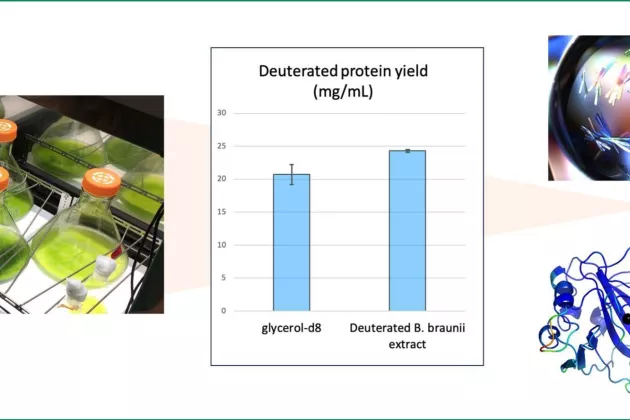 Collage, with photo of algae cultures, diagram of protein yield and protein crystal