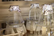 Three large 5L cultivation flasks with medium in an incubator. Photo.